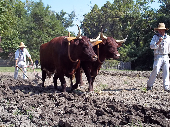 plowing with oxen
