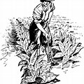 hand-hoed tobacco