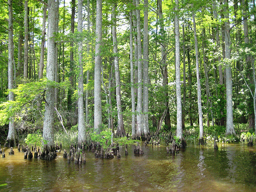 Chickahominy Swamp